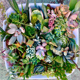 30 or 50 Assorted Succulent & Cactus Cuttings. Great for Terrariums, Mini Gardens, and as Starter Plants.